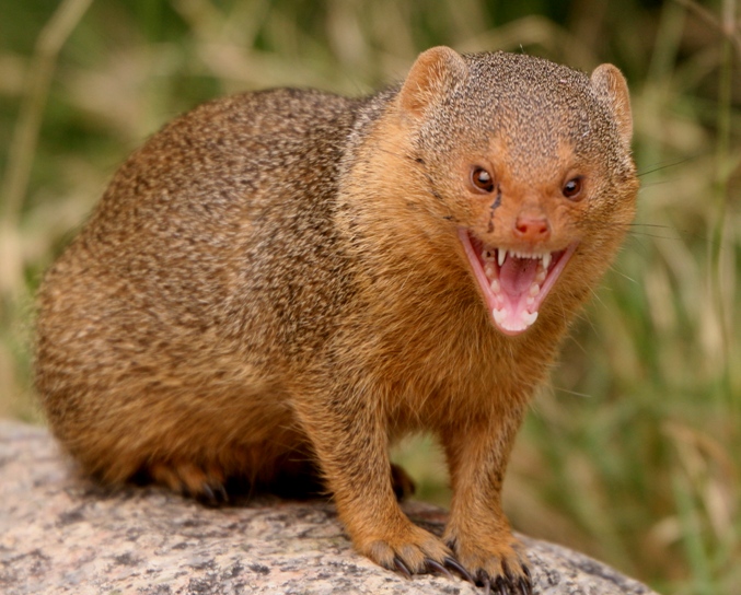 mongoose